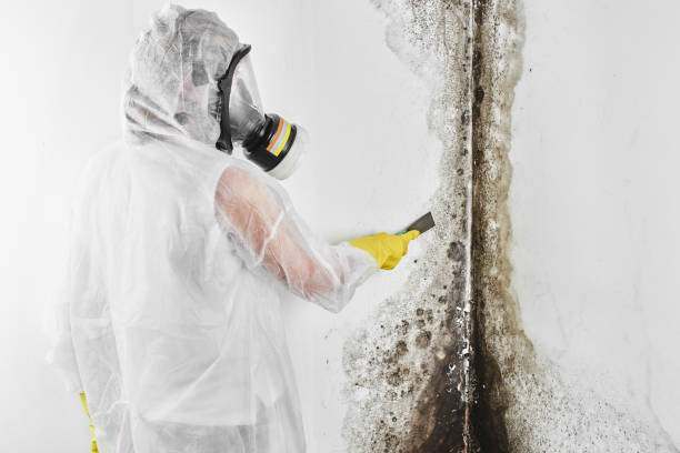 Best Basement Mold Remediation in Delphos, OH