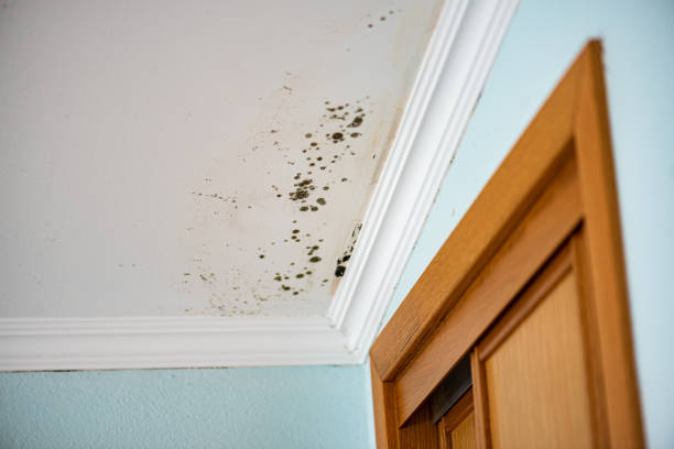Best Insurance-Related Mold Remediation in Delphos, OH