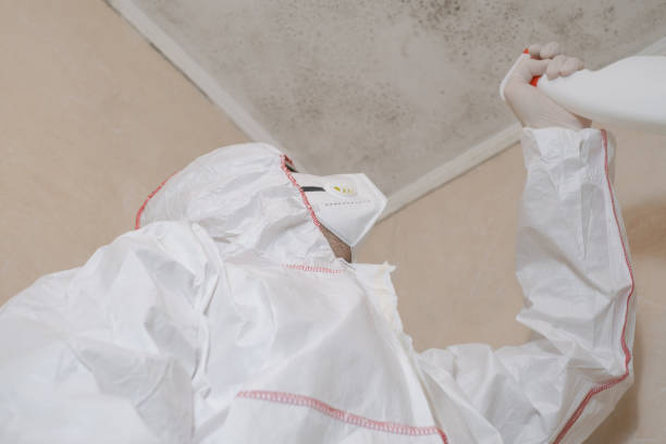 Best Preventive Mold Services in Delphos, OH