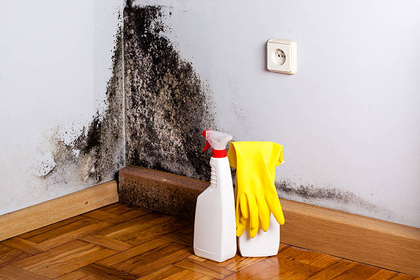 Best Attic Mold Remediation in Delphos, OH