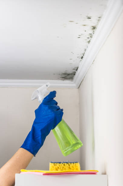 Best Insurance-Related Mold Remediation in Delphos, OH